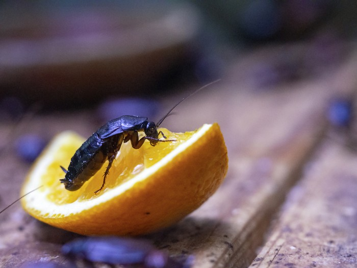 Kulit Jeruk Bisa Basmi Kecoa di Dapur