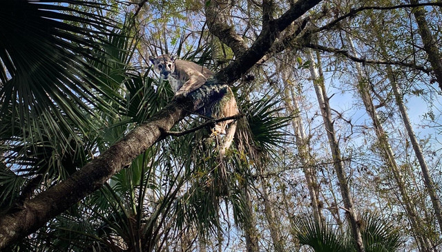 Petugas Satwa Liar Berhasil Tangkap Hewan Super Langka Macan Kumbang Florida
